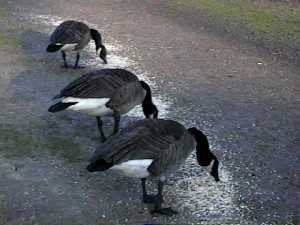 Picture of three geese eating