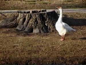 Picture of a white goose strutting