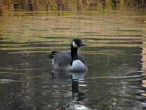 Picture of a goose swimming