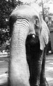 Elephant at Detroit Zoo, 1950's