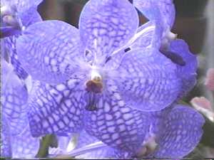 Blue Flower
