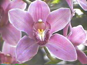 Purple Flower