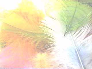 Feather